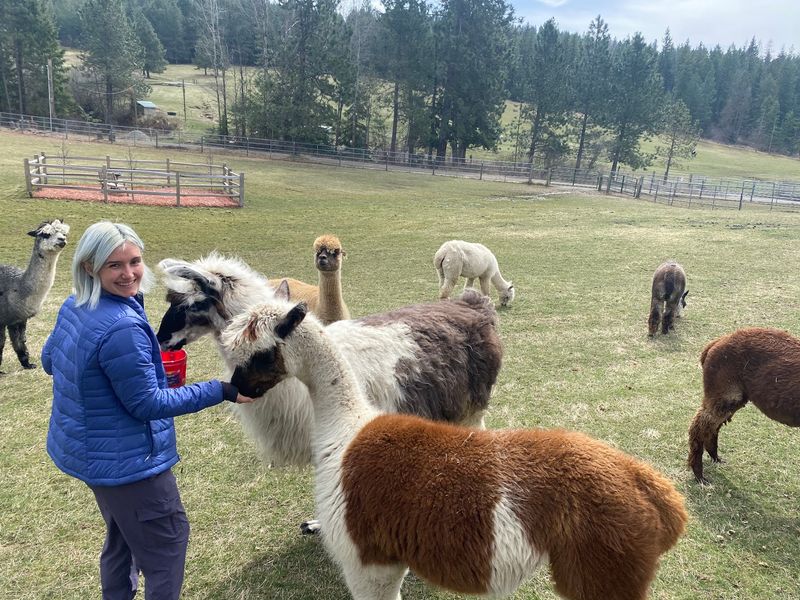 Highland Cows Come Right Up To Visitors At These 5 Idaho Family Farms - Decor Hint Seven Stars Alpaca Ranch In Coeur d'Alene