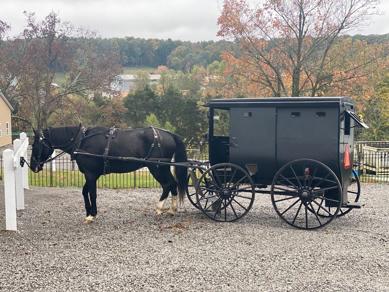 Horses, Lanterns, And Life Without A Screen