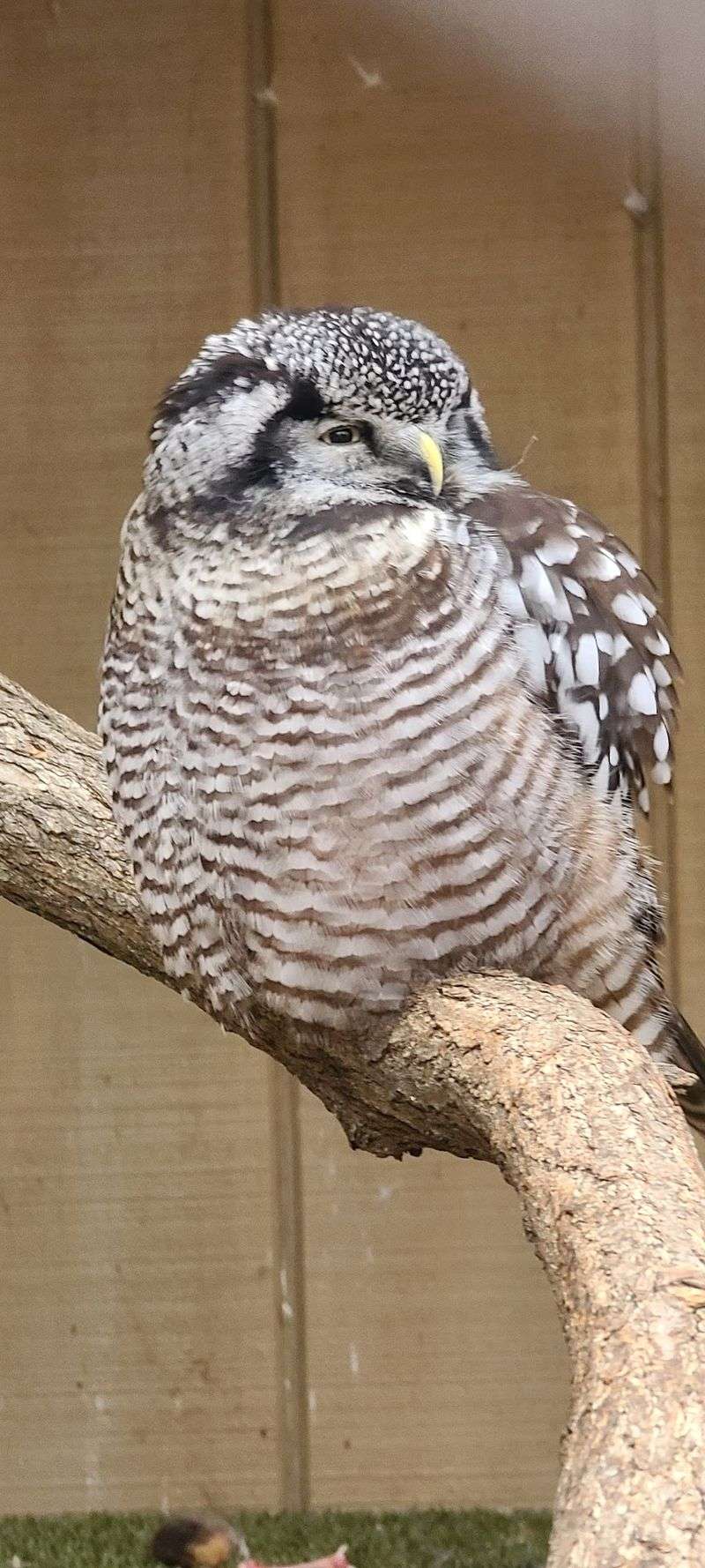 Owls With Faces You Will Not Forget