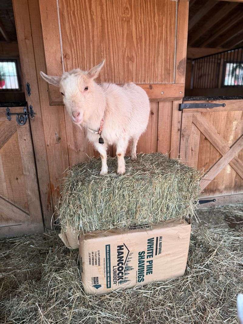 Merryweather Farm, East Haddam