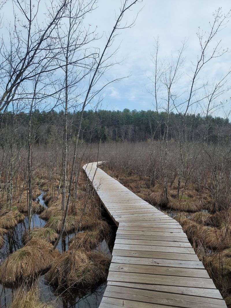 East River Road Follows The Forest's Scenic Edge