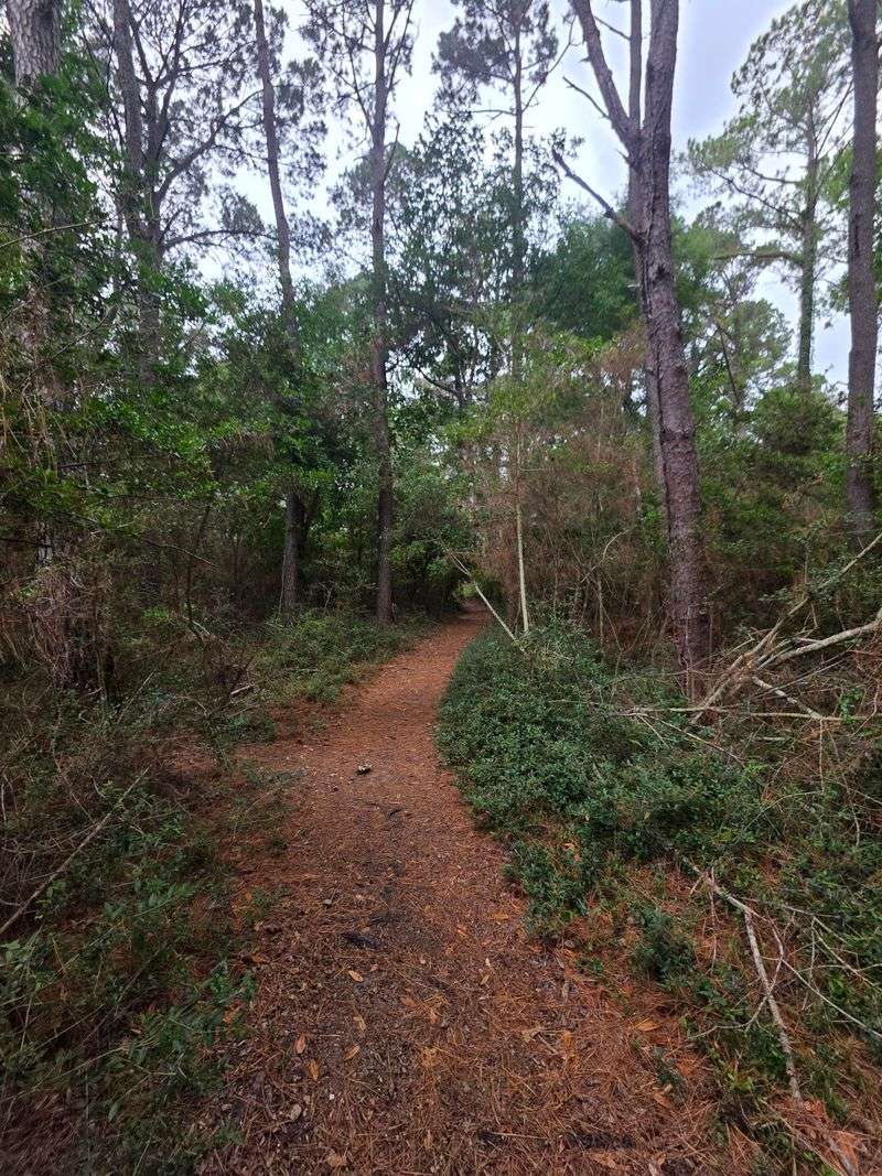Sugarloaf Trail, Carolina Beach State Park, Carolina Beach