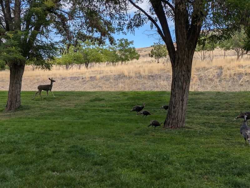 Turkeys At The Trailer Step