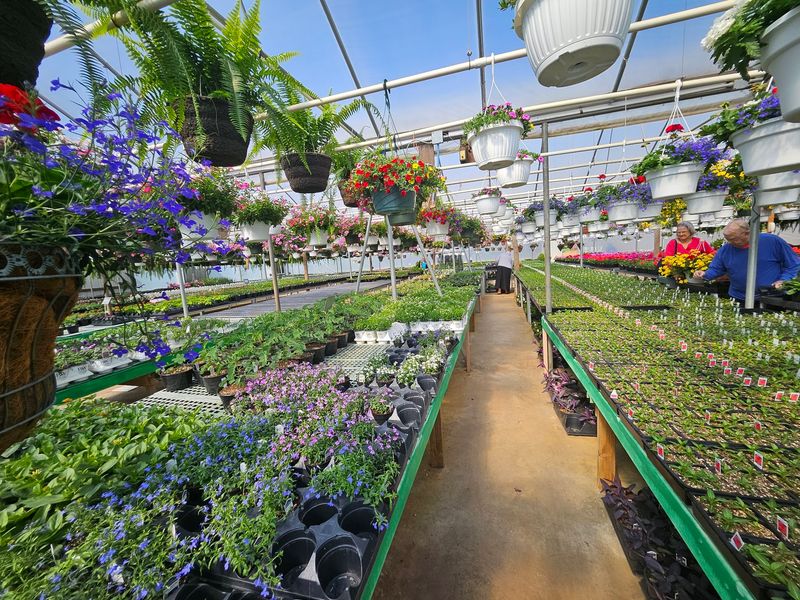 Vegetable Starts Add A Practical Side To All The Flowers