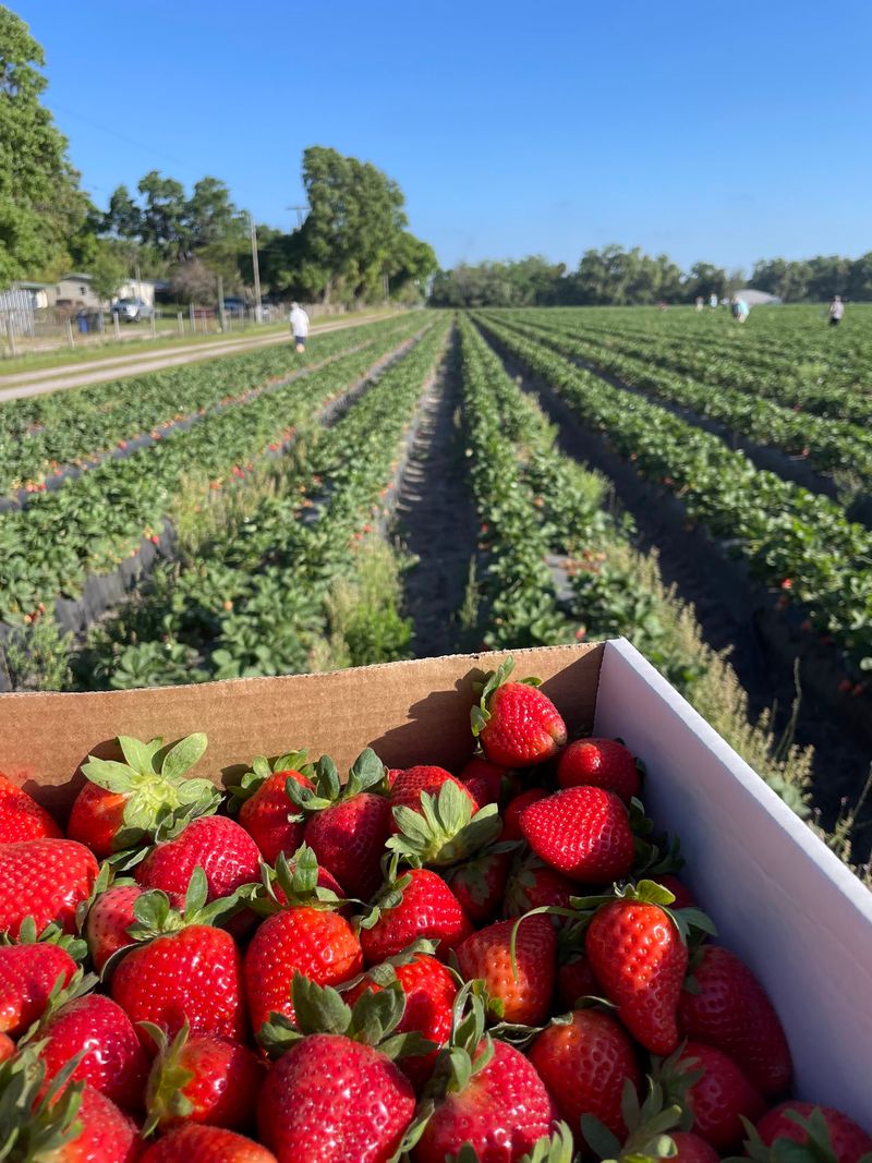 5K Farms in Plant City