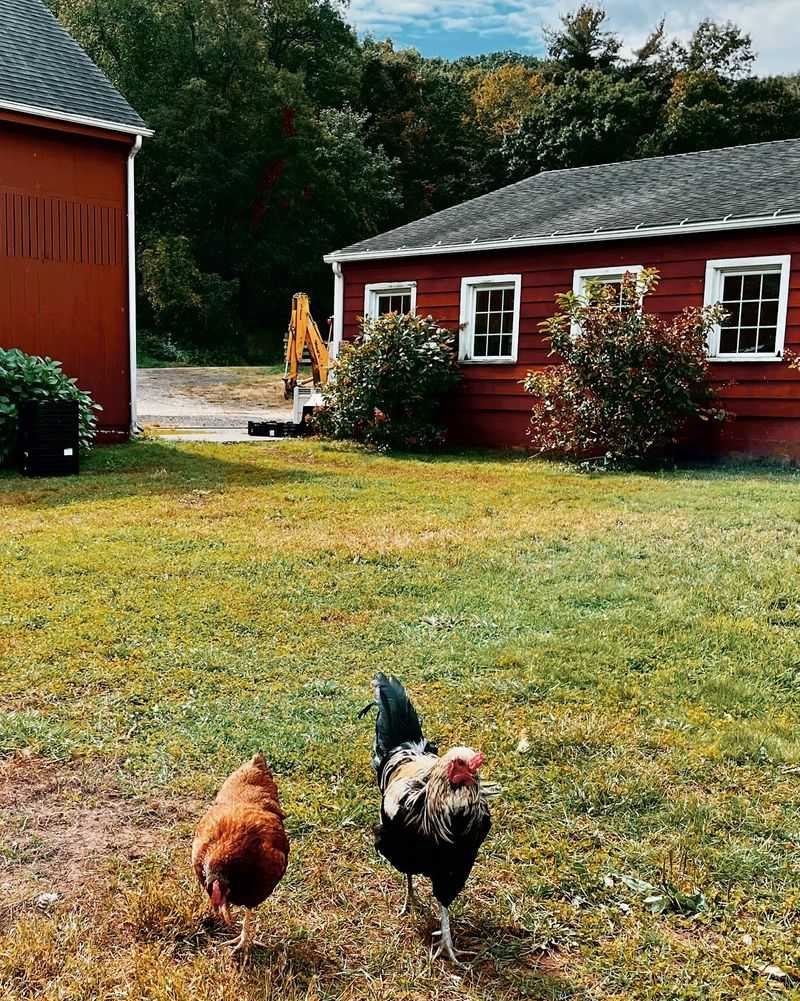 Chickens Spend Their Days Out On Pasture