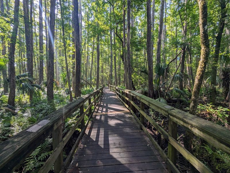 Timing Your Trip Through Florida's Old Swamp Country