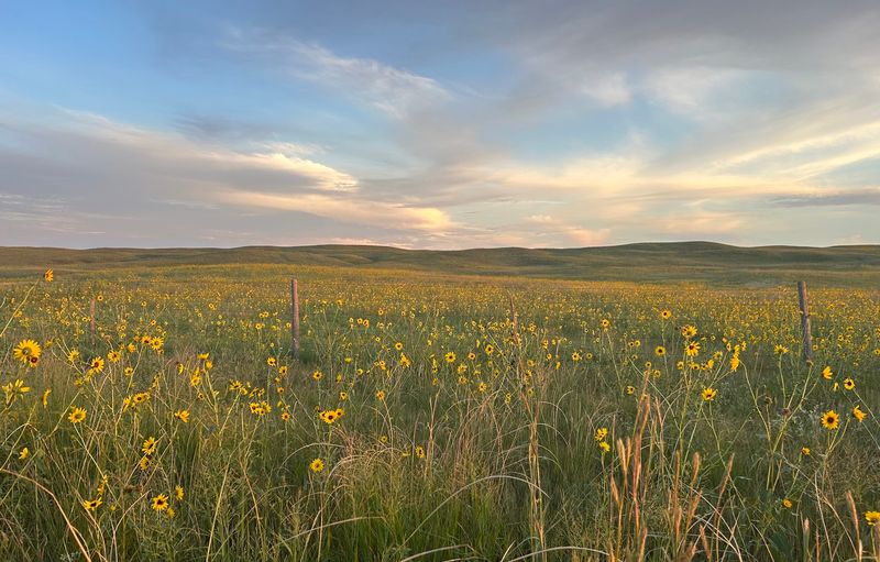 Nearly 1,000 Sandhill Prairie Acres Surround The Bison Herd At This Nebraska Preserve - Decor Hint Prairie Science in the Research Plots