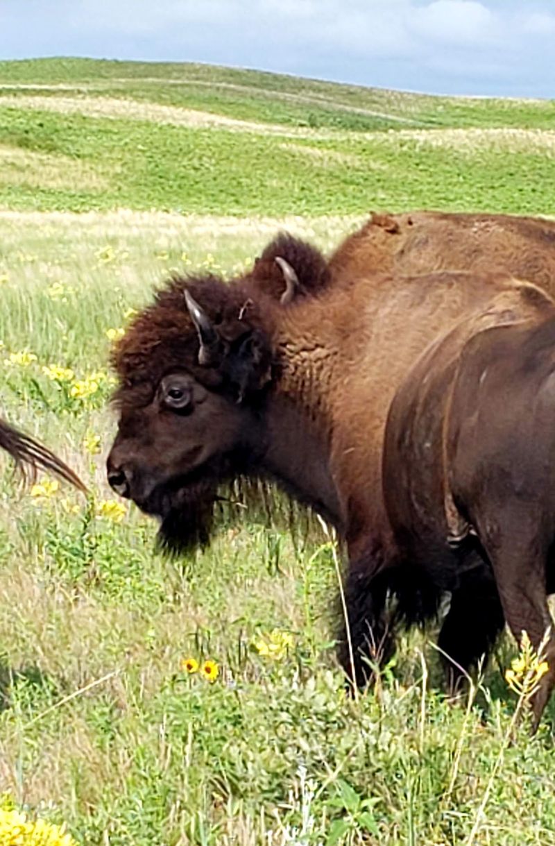 Nearly 1,000 Sandhill Prairie Acres Surround The Bison Herd At This Nebraska Preserve - Decor Hint Guided Bison Tours With the People Who Know the Herd