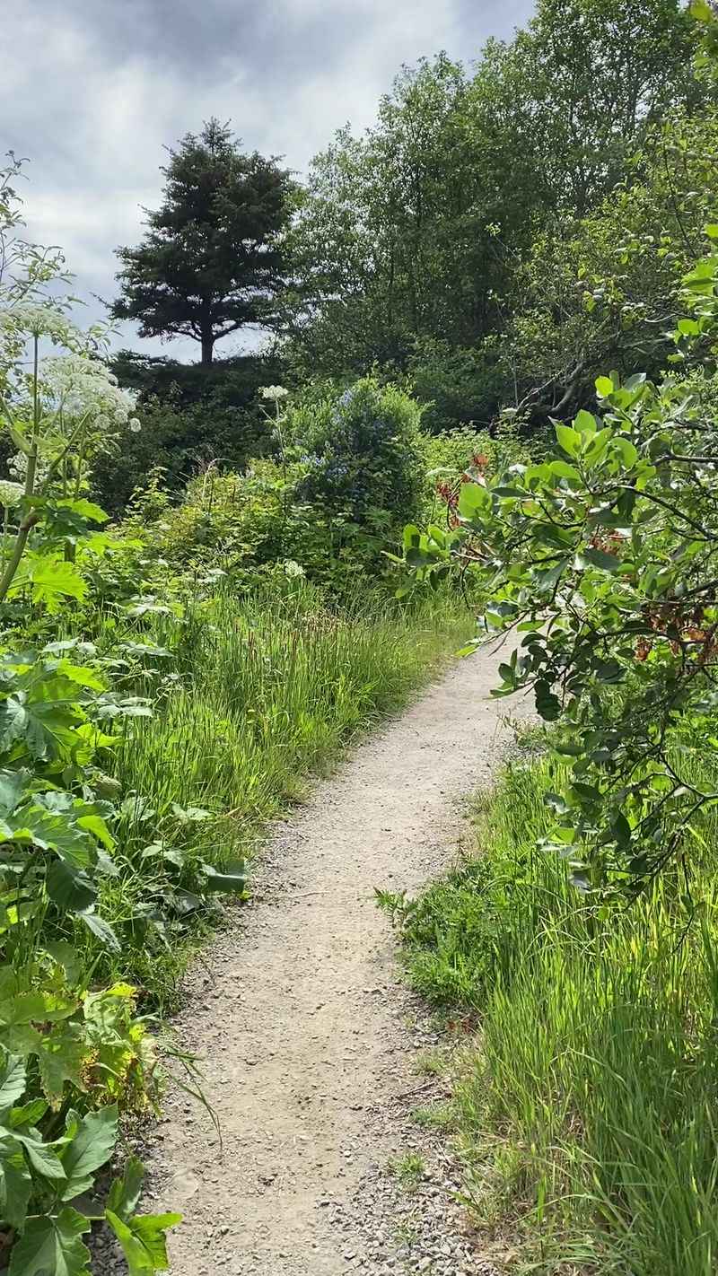 Last Chance Section Of The Coastal Trail, Del Norte Coast Redwoods