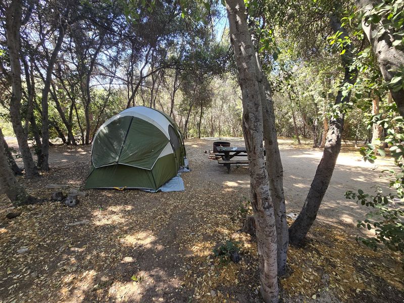 Campers Are Seeing Bears In New Areas