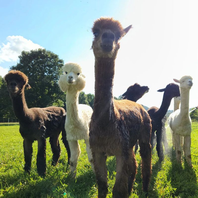 GoodShipp Alpaca Co.