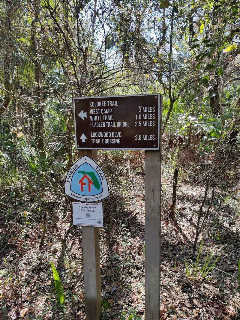 Family Adventure Awaits Along Florida'S Easy Lockwood To Barr Waterfall Trail - Decor Hint The Waterfall Nobody Expects