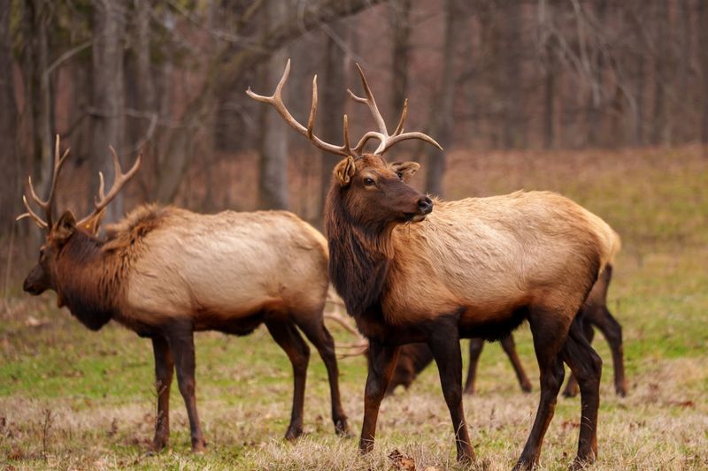 Elk & Bison Prairie