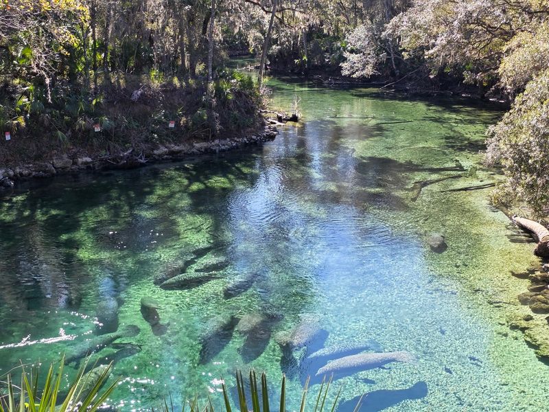 Gar, Gators and Other Neighbors