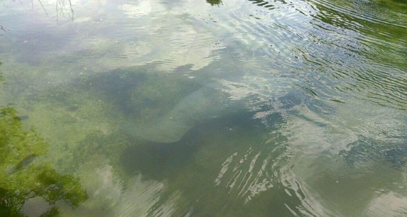 Why the Water Turns Cloudy