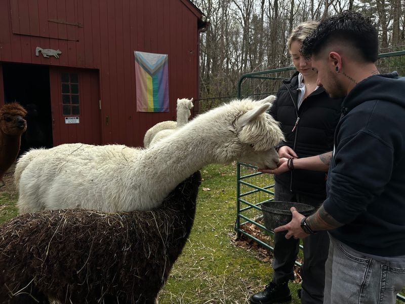 Guests Meet The Alpacas Up Close