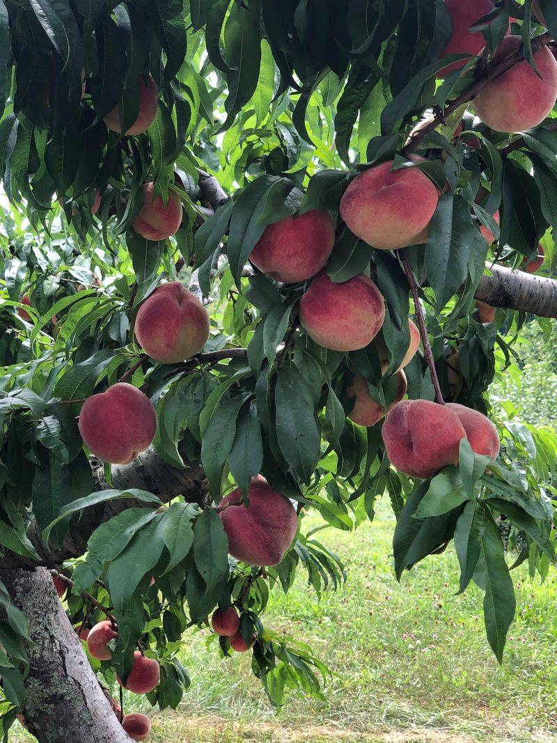 Peaches And Berries Shine In Summer