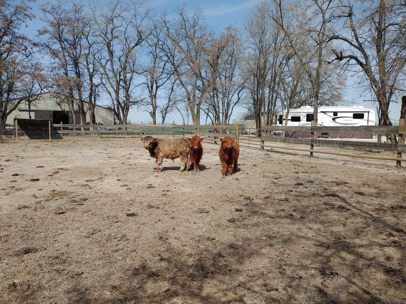 This Idaho Farm Lets You Get Up Close With Kangaroos, Highland Cows And More Than 300 Animals - Decor Hint The 42-Acre Property Still Holds A Century-Old Barn And Historic Farmhouse
