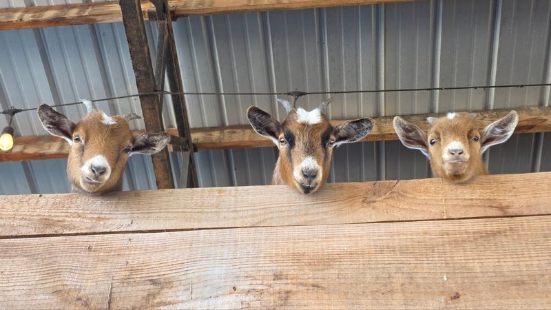 Meeting The Goats At The Stop-N-Goat Station