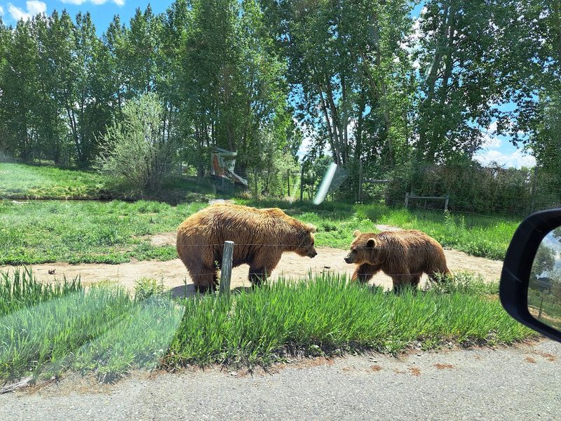 The Wildlife Excursion Upgrade