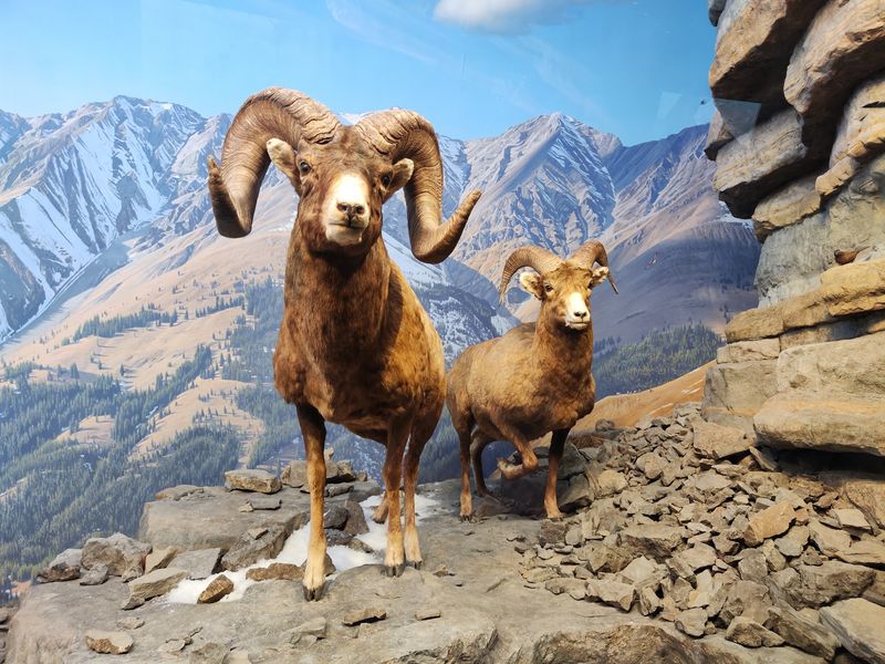 This Connecticut Museum Costs Nothing To Visit But Feels Like A Big-Ticket Attraction - Decor Hint Dioramas Bring Wildlife Surprisingly Close