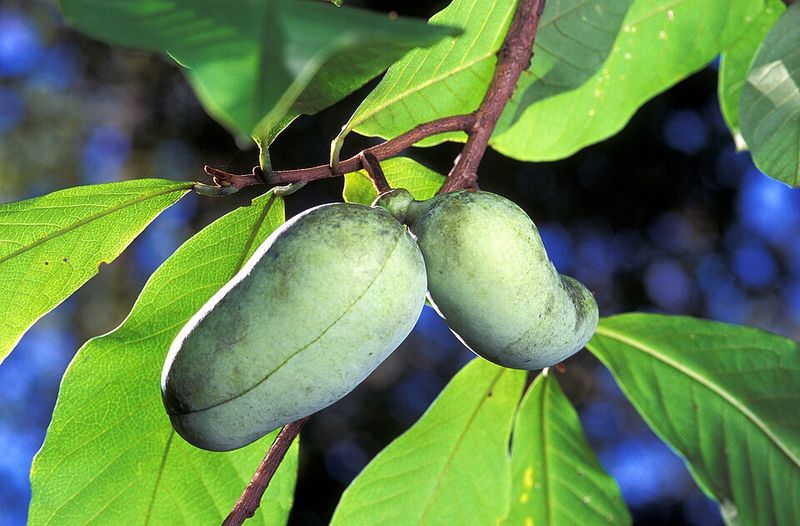 Time Your Visit For The Short September Picking Window