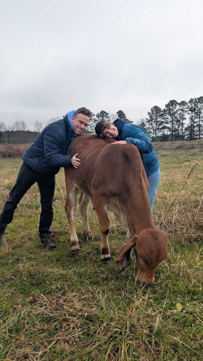 The Cuddle Pen Makes Meeting A Cow Surprisingly Personal