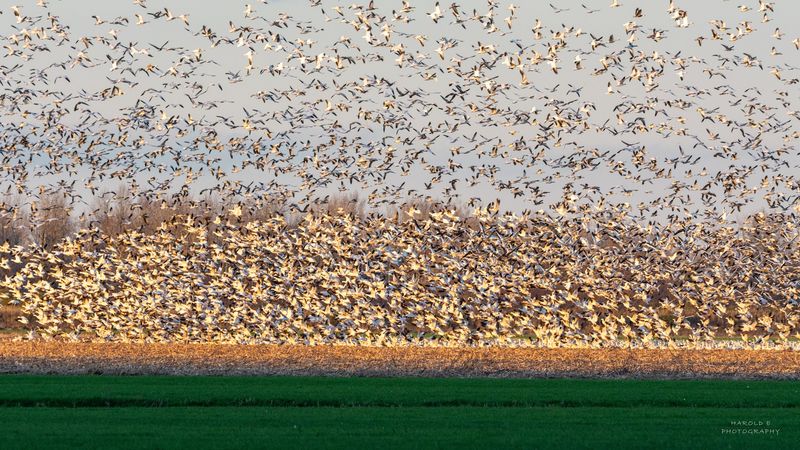 Plan Your Visit Around North Carolina’s Peak Swan Season