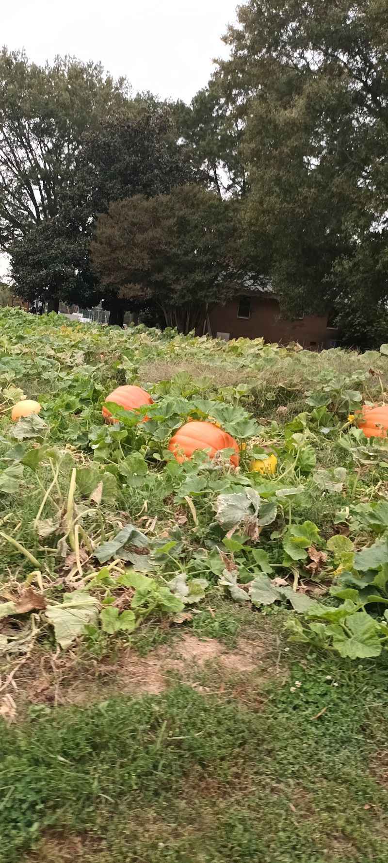 Come Early In The Season For The Widest Selection