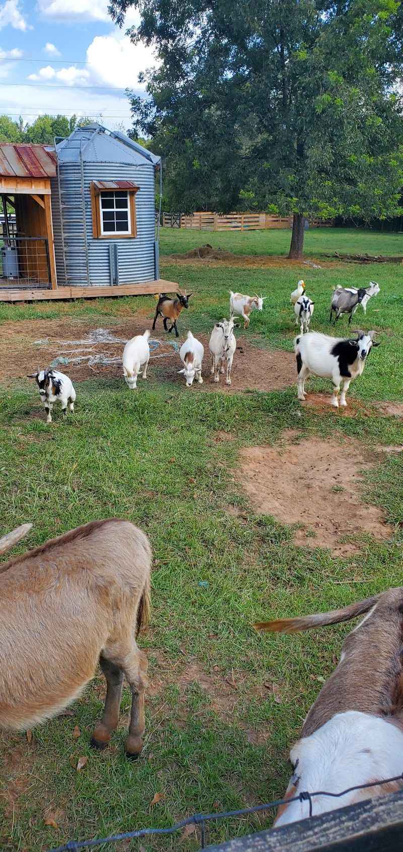 Where Goat Yoga Meets Pizza Night