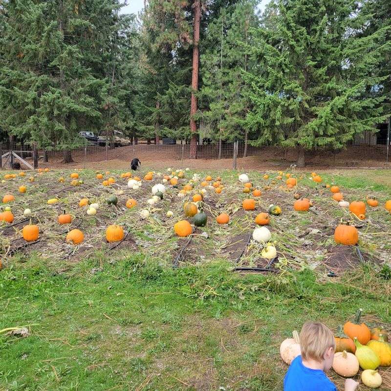 9 Idaho Pumpkin Patches Where Families Pick Straight Off The Vine This October - Decor Hint Grandpa Woody's Pumpkin Patch In Rathdrum