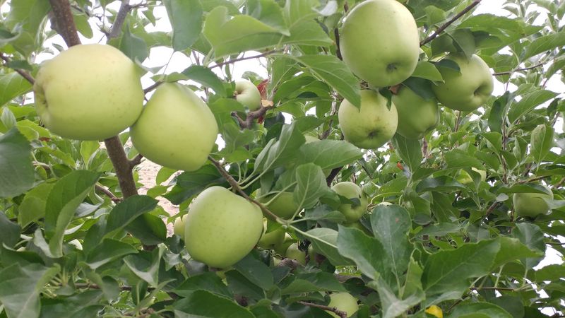 Gem Orchards - Stand #1, Emmett, ID