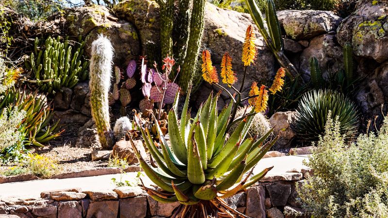 This Hidden Arizona Arboretum Packs 323 Acres With Desert Trails And Incredible Scenery - Decor Hint Birds, Butterflies, And Curious Coatis