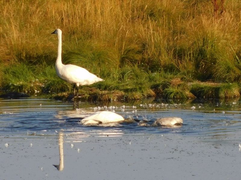 Moose, Swans And Eagles