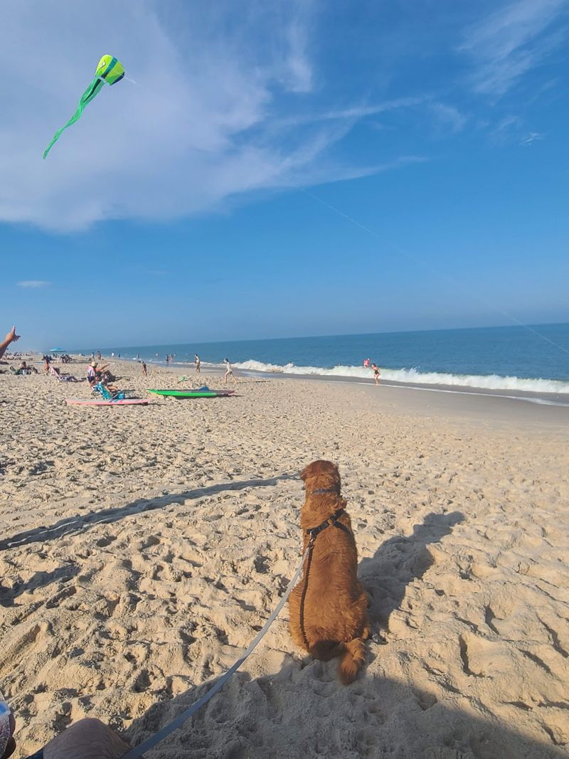Assateague Island National Seashore, Berlin