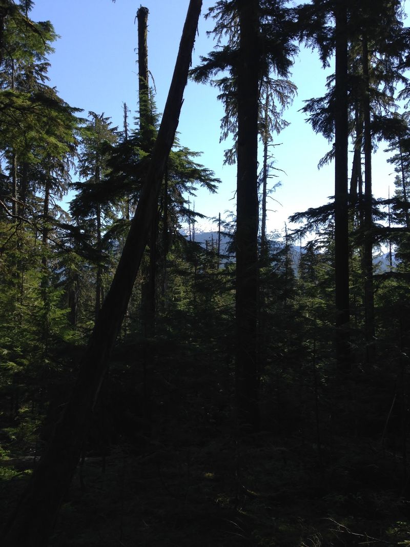 Trails Through Cedar Country