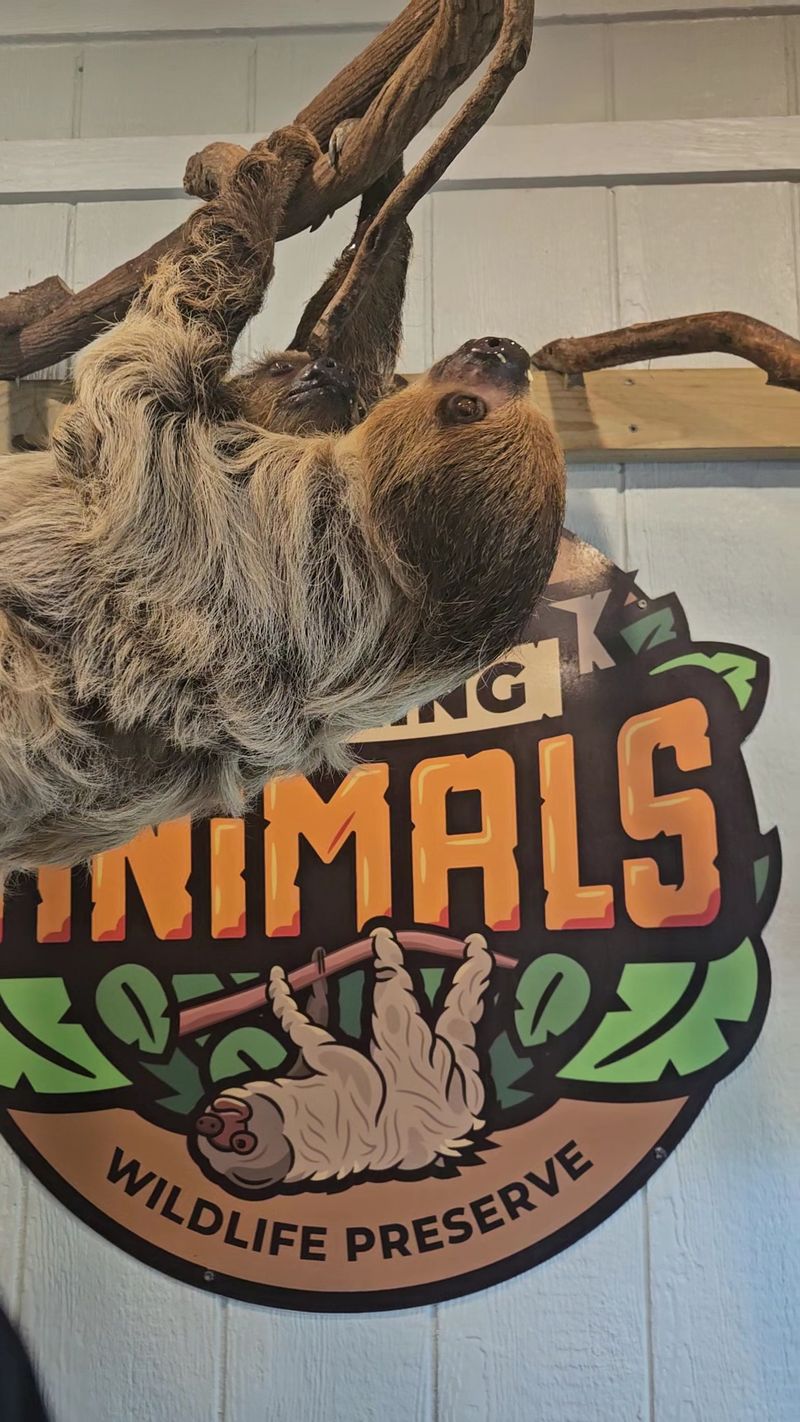 Sloths, Corn On The Cob, And Very Slow Snacking