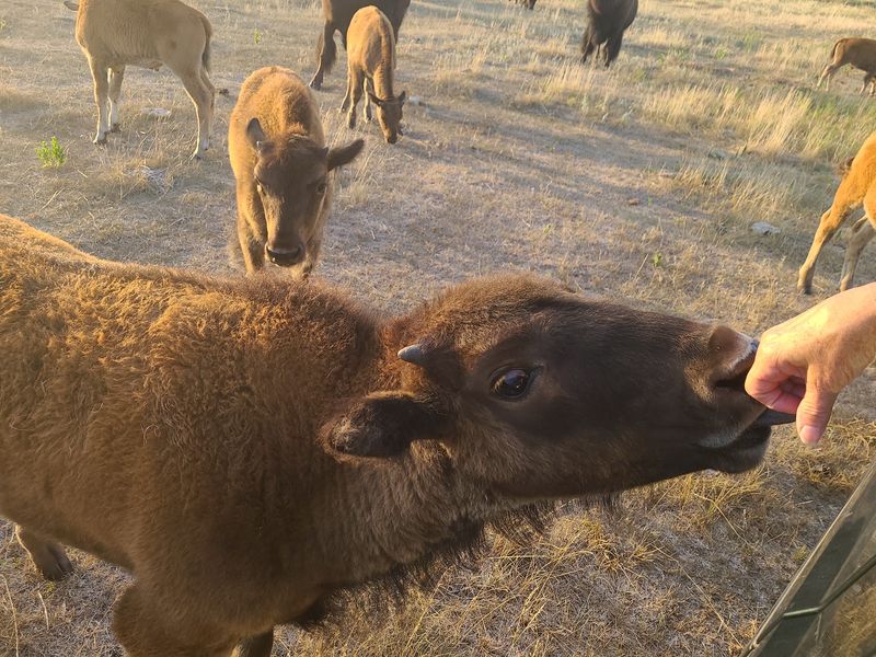 Feeding a Bison Out of Your Own Hand