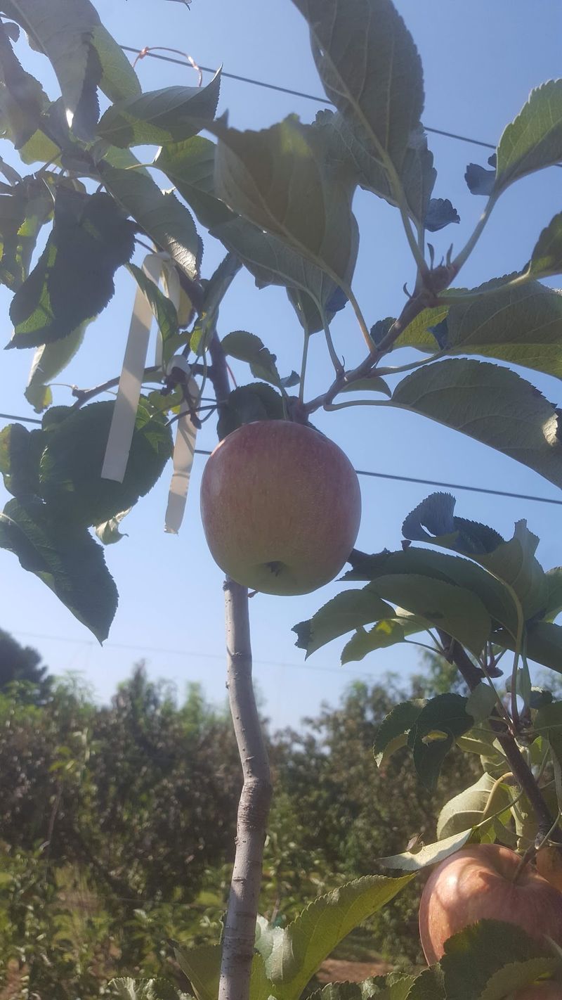 12 Of The Best Apple Orchards In North Carolina For The Perfect Fall Picking Trip - Decor Hint Blueberry Thrill Farm