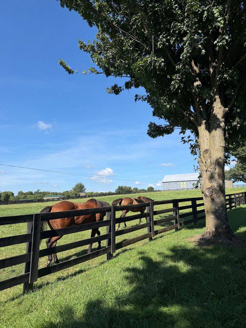 A Rare Welcome For Stallions
