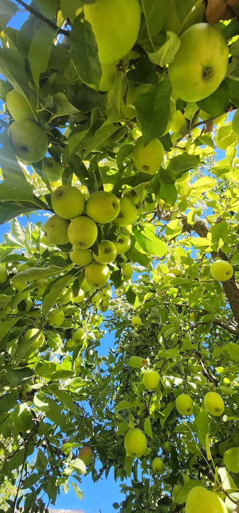 10 California Apple Orchards To Visit As Picking Season Gets Underway - Decor Hint Stone Pantry Orchard, Oak Glen and Yucaipa