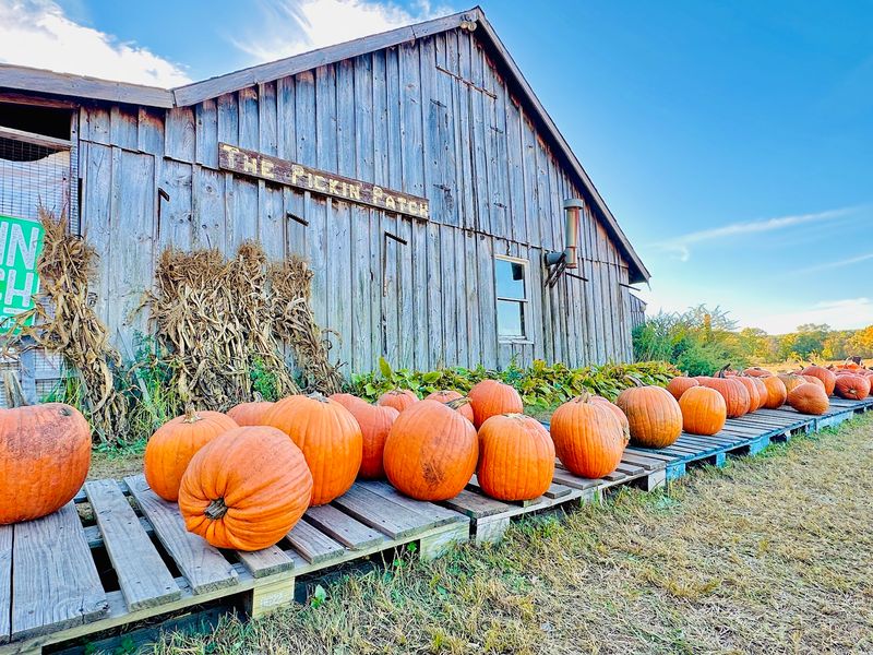 We Compared Connecticut Pumpkin Patches And Here Are 9 That Stand Out - Decor Hint The Pickin' Patch, Avon