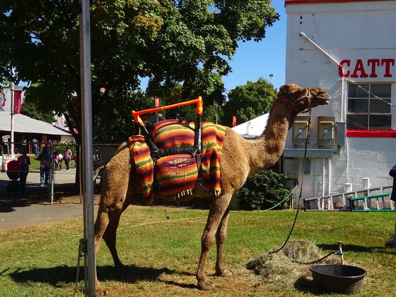 See The Animals And Agricultural Traditions Behind This Long-Running Celebration