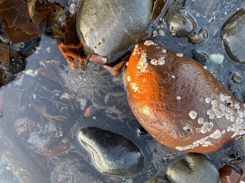Most Visitors Avoid This Alaska Beach In Fall, But Locals Know It's Perfect For Tidepooling - Decor Hint Search The Small Pools