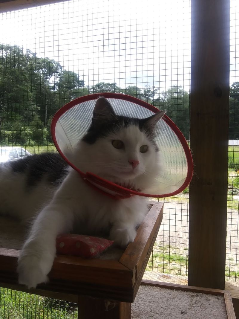 This Connecticut Cat Sanctuary Gives Rescued Kitties A Safe Place While They Wait For Forever Homes - Decor Hint Volunteers Bring Extra Attention And Company