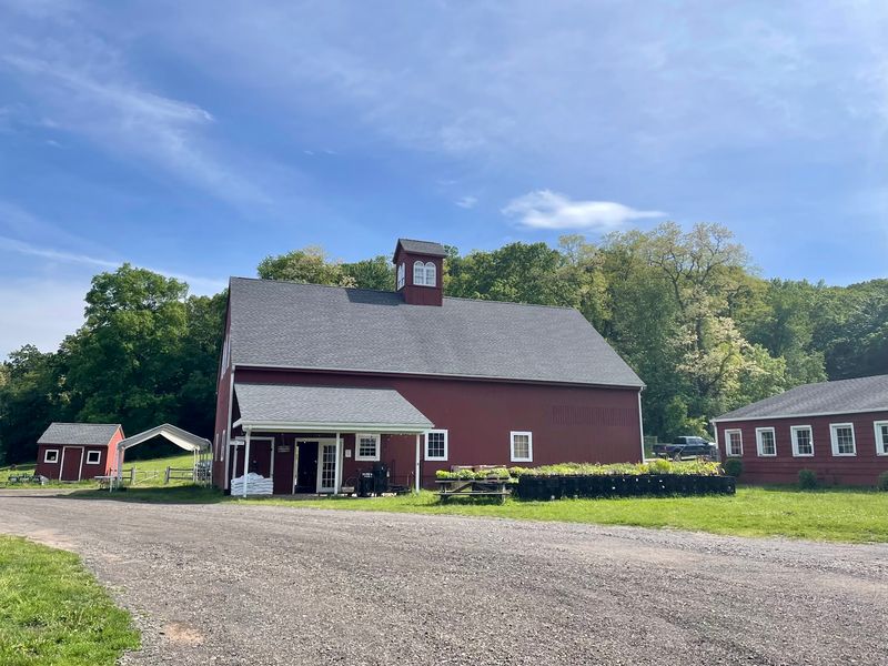 Berkshire Hogs Roam Pasture And Woodlands