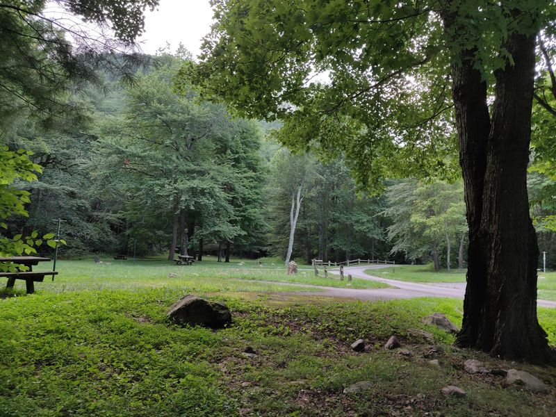 Raccoon Branch Campground, Sugar Grove