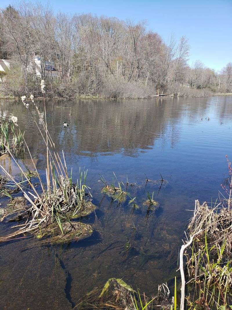 A Small Connecticut Lake That Packs In More Fishing Than You’d Expect - Decor Hint Brown And Rainbow Trout Keep Things Interesting