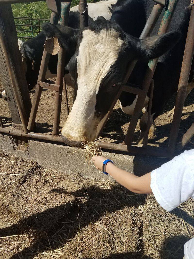 Harvest Home Dairy Farm